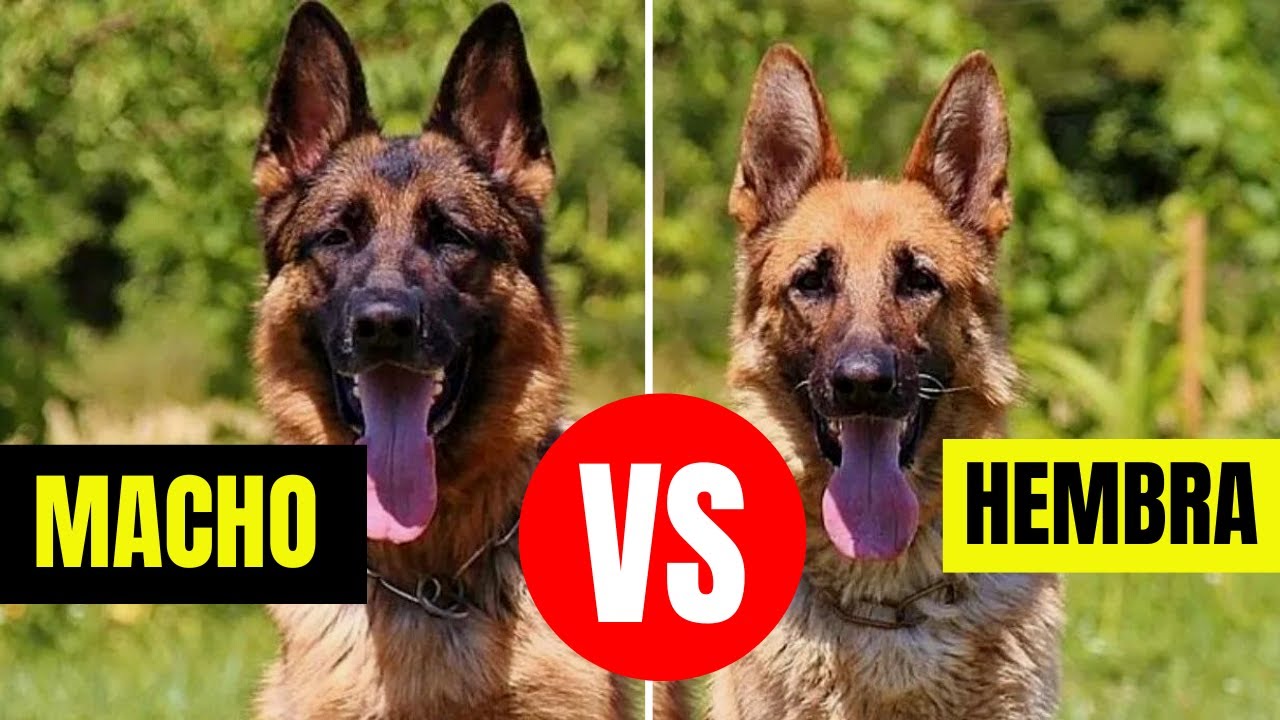 5 Diferencias Entre Pastor Alem&aacute;n Macho y Hembra