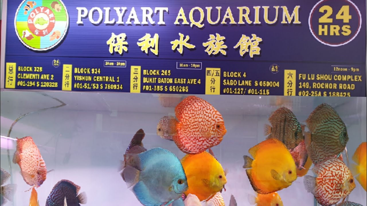 LIOW VIDEO: Visit POLYART AQUARIUM (Arowana update) 选购观赏鱼