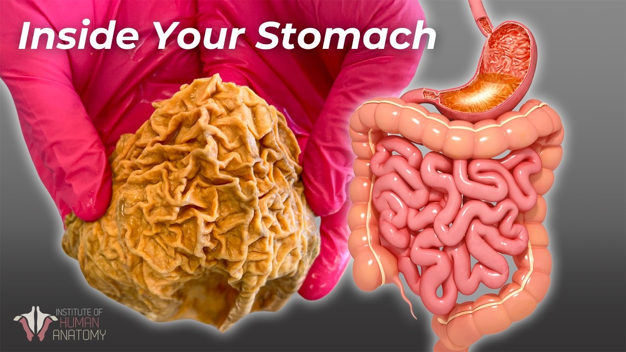 What Really Happens to Food In Your Stomach