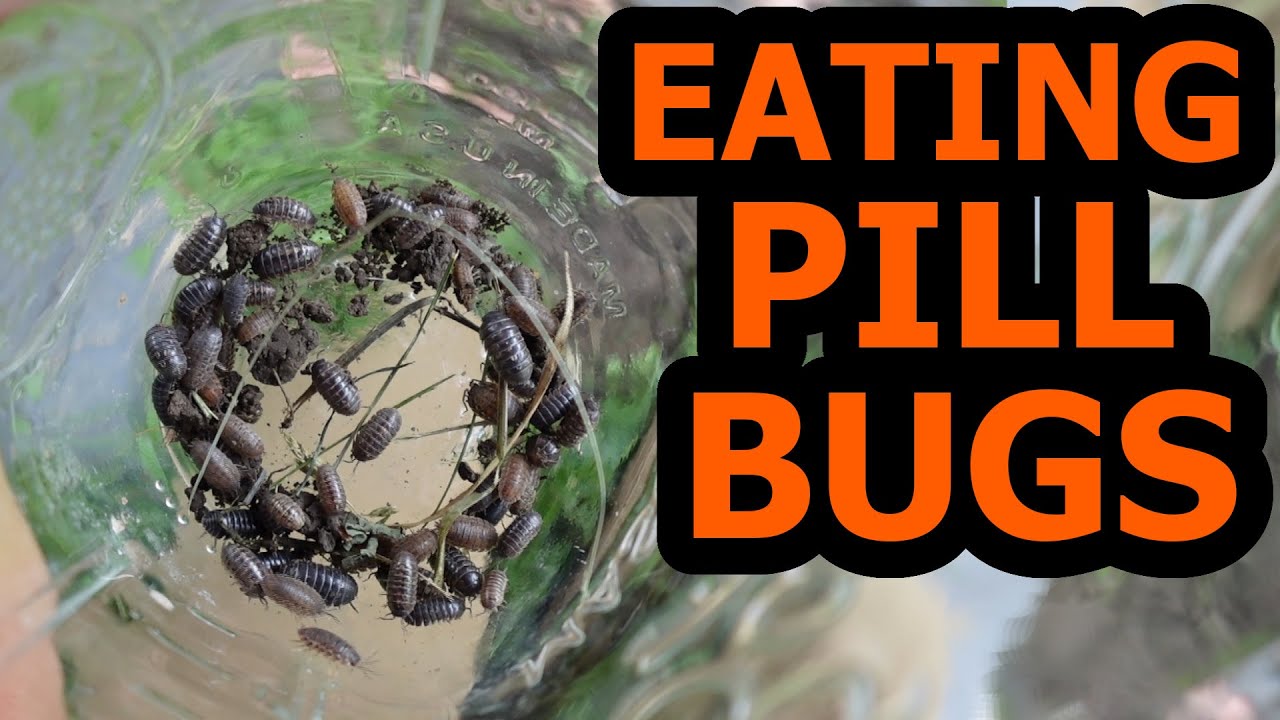 How to Eat Pill Bugs ::: Roly Poly!