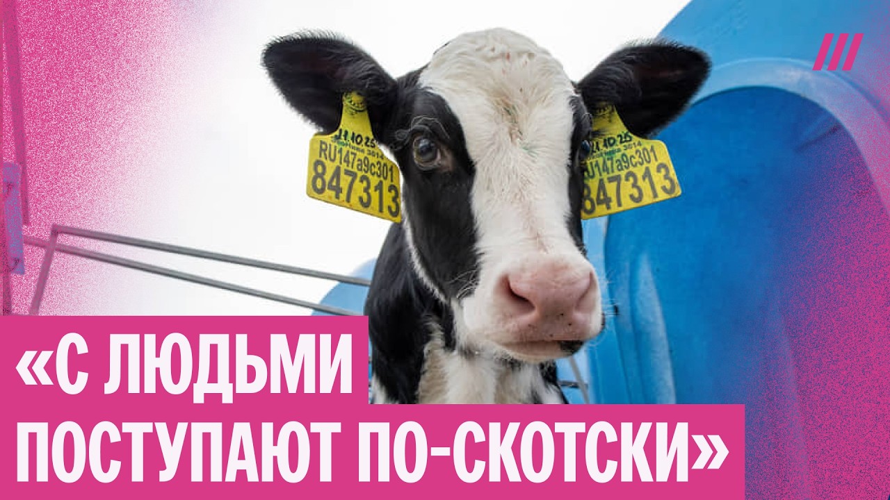 Фермеры без коров и денег. Массовые протесты в Сибири продолжаются, «Мираторг» бойкотируют