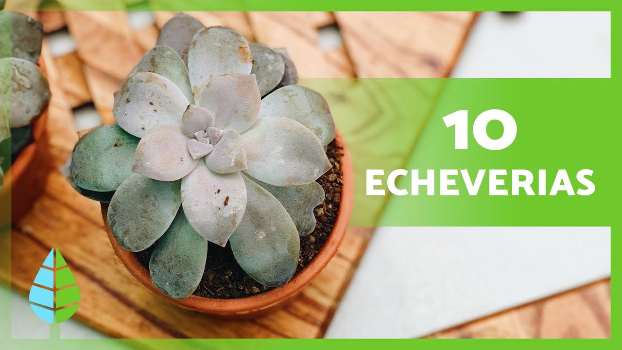 10 TIPOS de ECHEVERIA 💚 (Nombres y Caracter&iacute;sticas)