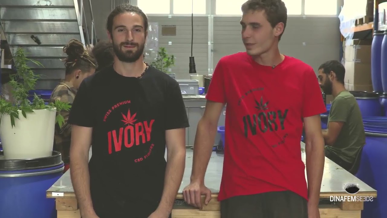 Collaboration avec Ivory et Phytocann  s&eacute;chage et trimming de la Dinamed Kush