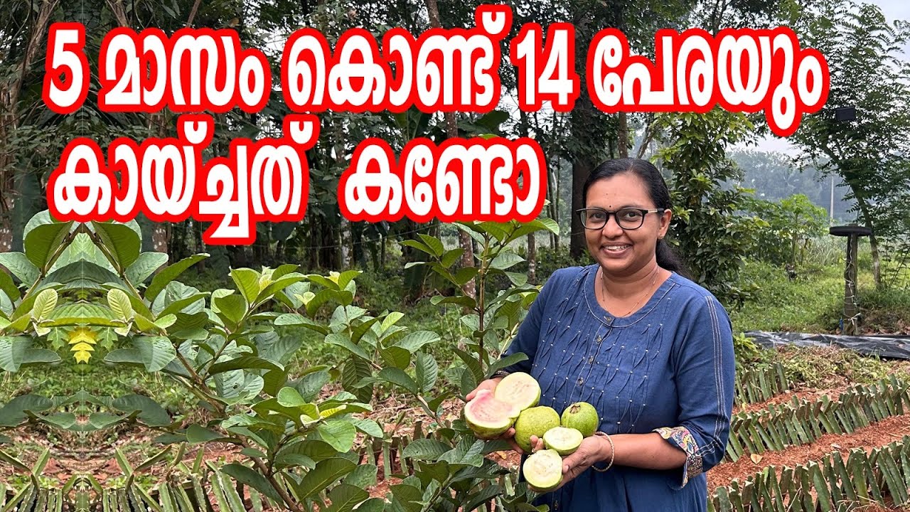 5 മാസം കൊണ്ട് 14 പേരയും കായ്ച്ചത്  കണ്ടോ |  Grow Guava  Fast with Easy Tips | Guava Farming Kerala