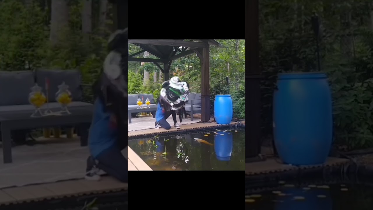 Seeing my fish reaction to my lion head #liondance #lionhead #fish #reaction #&hellip;⁠ᘛ⁠⁐̤⁠ᕐ⁠ᐷ
