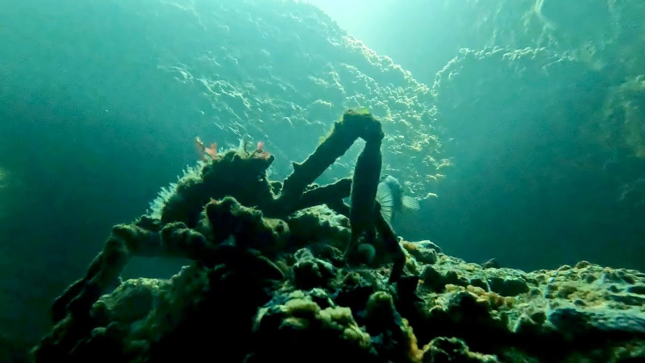 Exploring Point Lobos: Diving California’s finest kelp forests (Whaler’s Cove + Coal Chute Caves) 