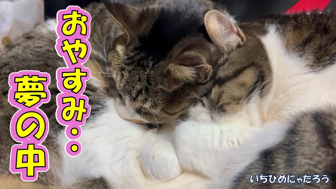 ツンデレ猫の仲良し添い寝にほっこり💤😻💞 　Cute cats sleeping together.【Video up:Mon, Wed, Fri】