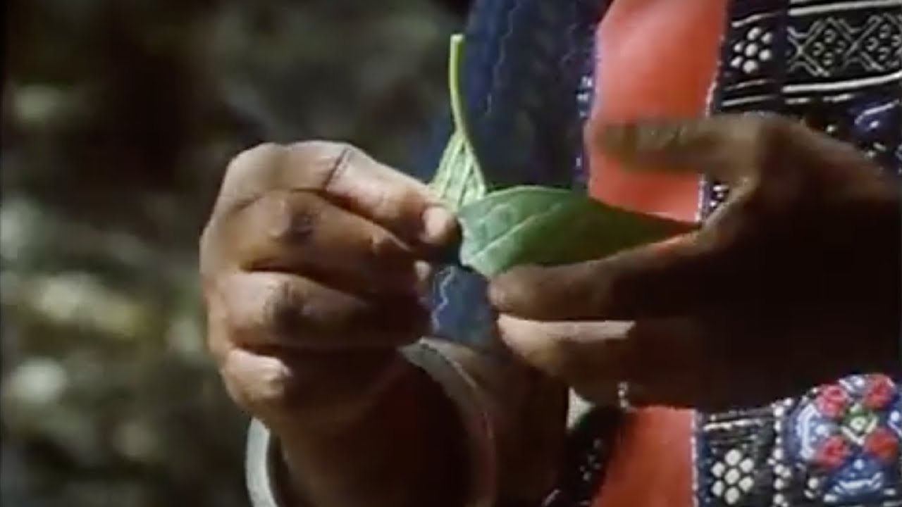 Utilizing the Forest’s Natural Treasures for Food and Healing | Documentary Clip