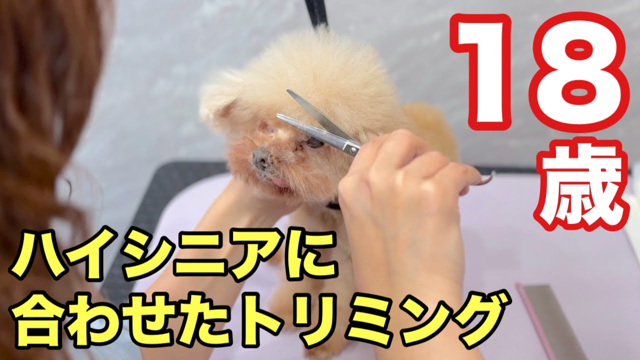 18歳のハイシニア犬トイプードルに合わせたトリミング✂️✨（ゆめちゃん）