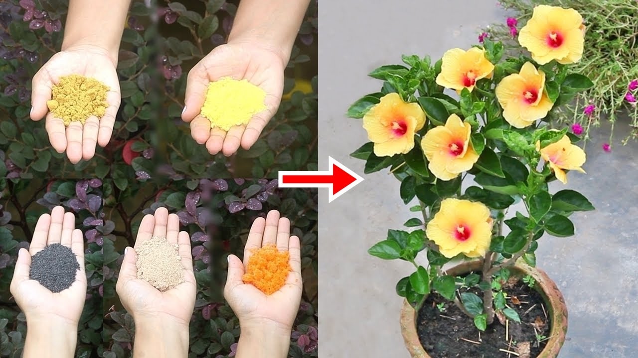 #5 SUPER STRONG fertilizers for Hibiscus that work FAST ✔️✔️