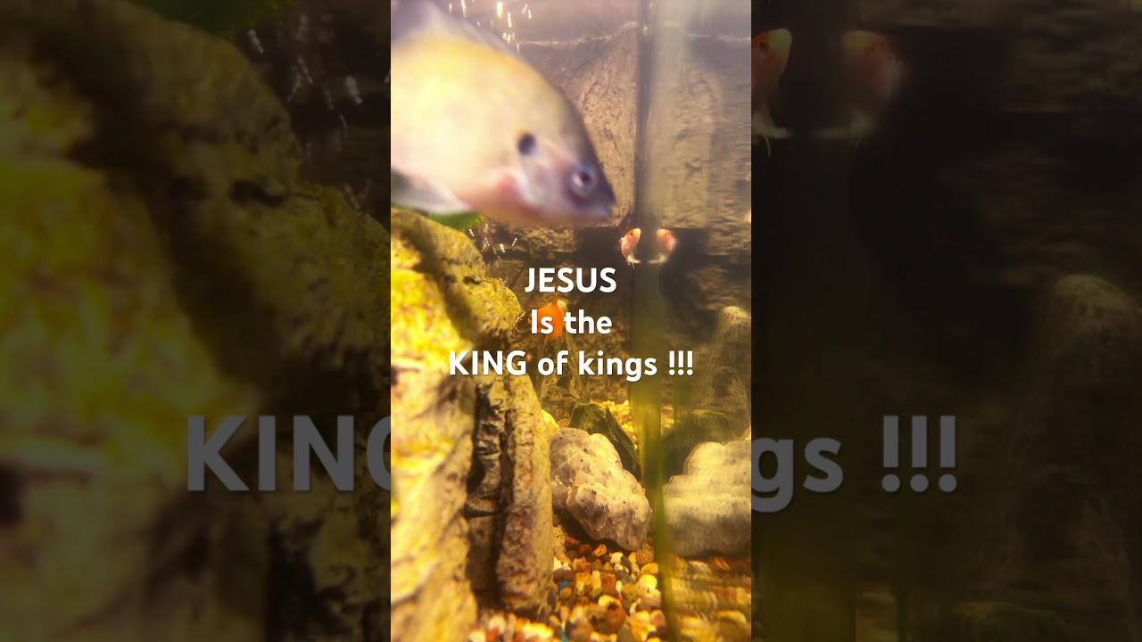 JESUS is the KING of kings !! Bible bluegill in an aquarium