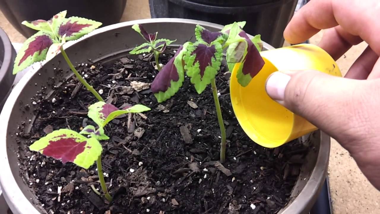 Indoor Garden Experiment -Part 4 (Tomato, Coleus, Onions, Poppy)