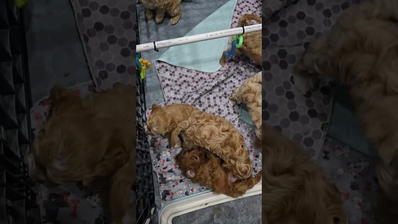 Sally's 2nd Litter 6 weeks old