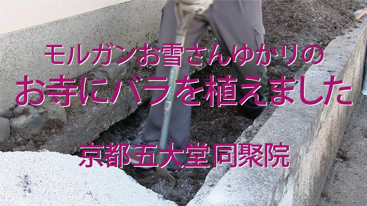 [Как выращивать розы] От посадки до посадки древесных роз (Киото Тофукудзи Додзин)