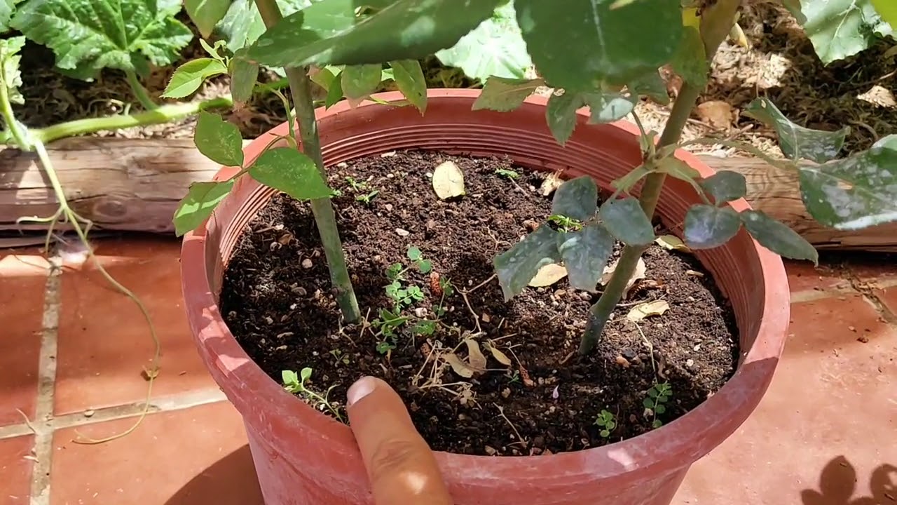 Esquejes de rosales con seis meses