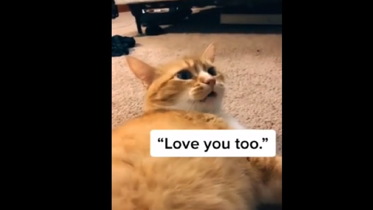 Cat Saying 
