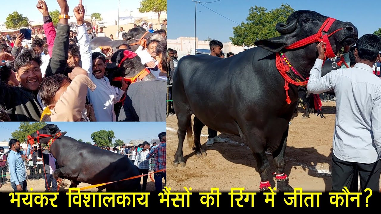 भयंकर विशालकाय भैंसों की रिंग में जीता कौन ? Nagaur Pashu Mela 2026 Black Bull Compitition 