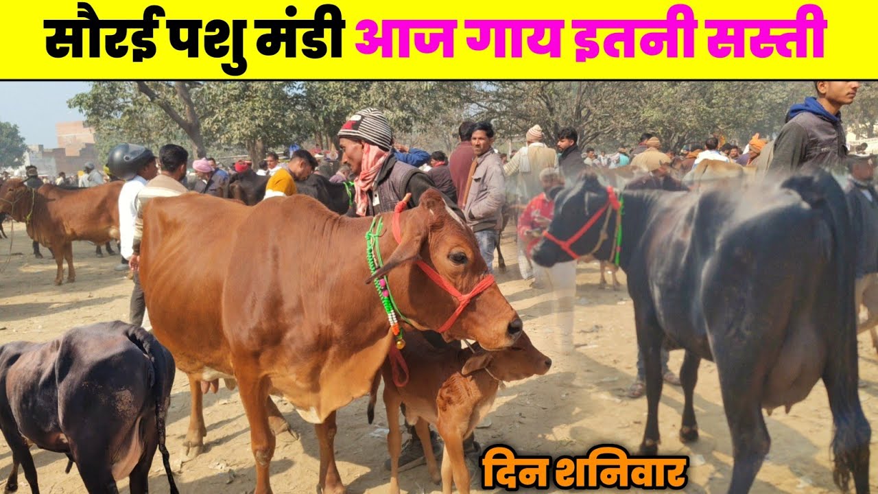 सौरई पशु मंडी आज गाय इतनी सस्ती || cow sale in prayagraj || #cow 