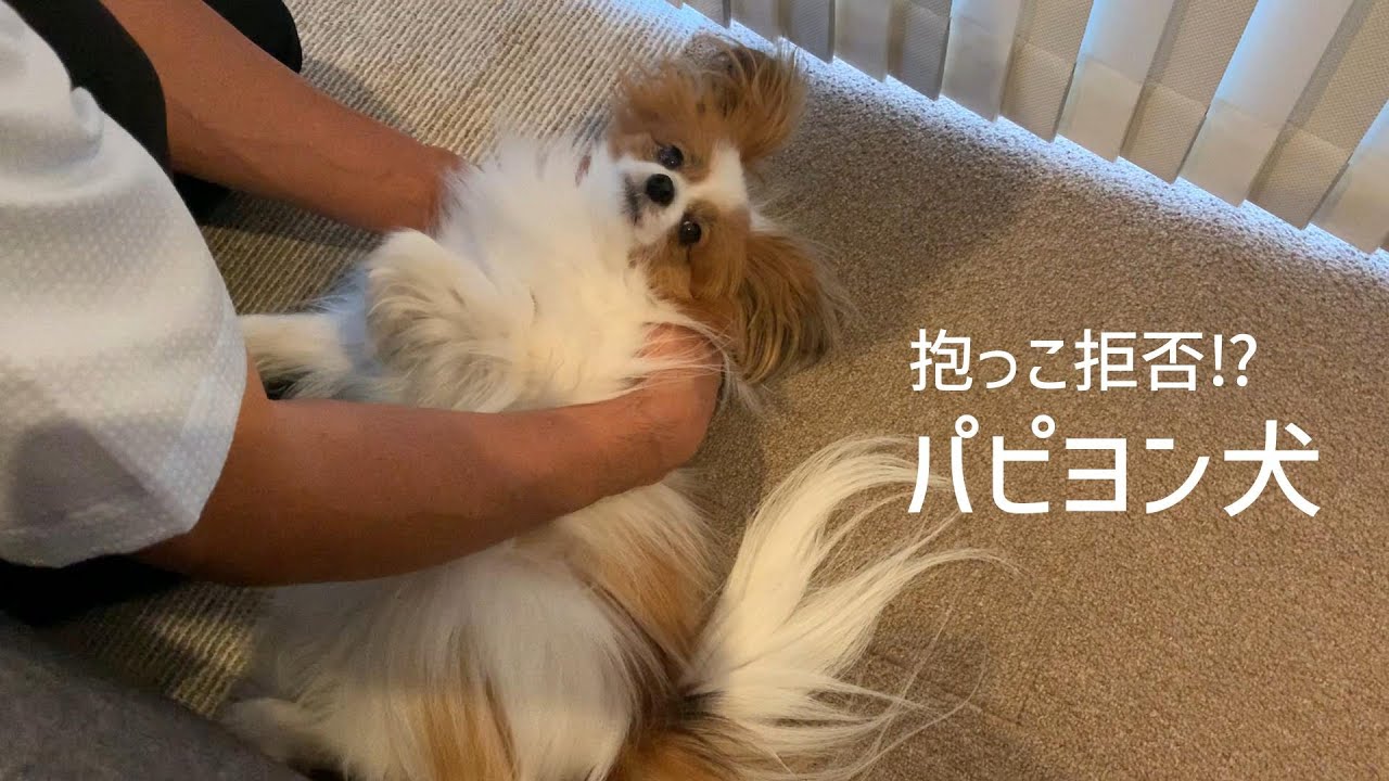 抱っこ拒否しつつも最終的にはパパッコな平日のパピヨン犬 #47