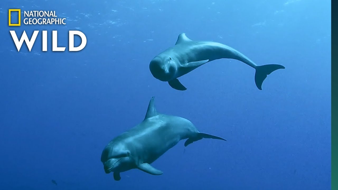 Dolphin Mom Adopts a Calf From a Different Species | Nat Geo Wild