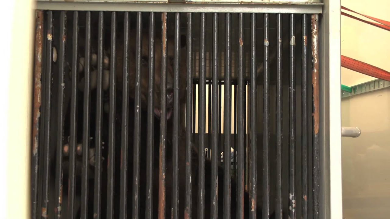 Der 20. Bär zum 20. Geburtstag! VIER PFOTEN bietet Hanna ein neues Zuhause im BÄRENWALD Müritz
