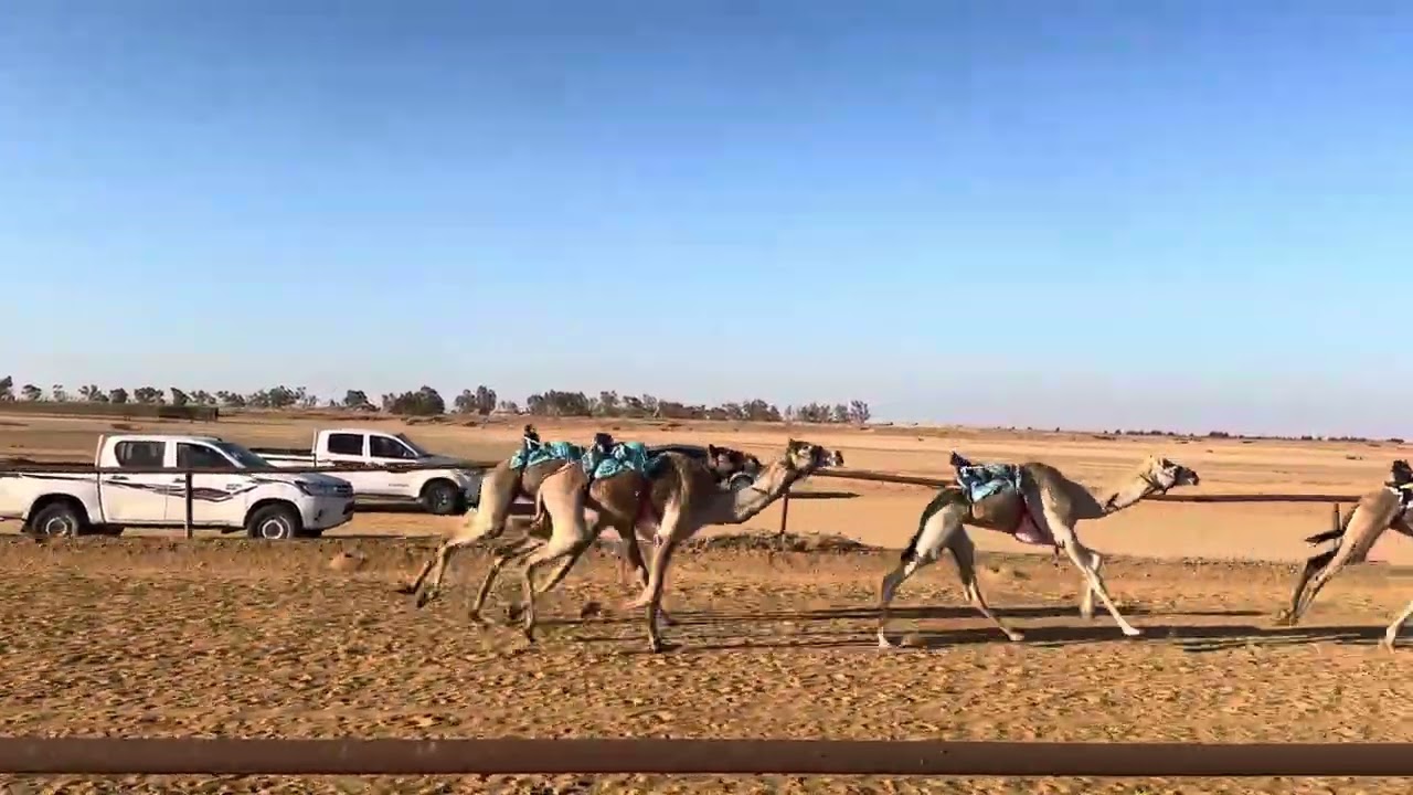 الجازي/ ناهس سلام الحازمي
