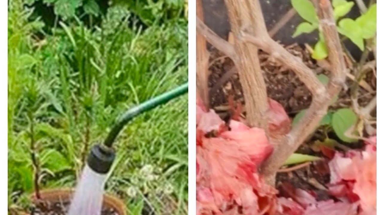 Summer Care #వేసవి లో మొక్కల సంరక్షణ #Gardening Tips #viralvideo #subscribemychannel 