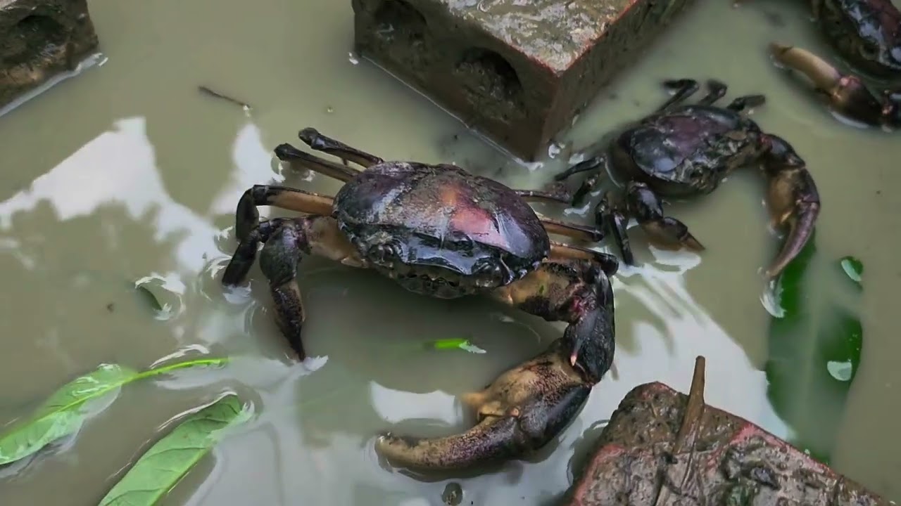 ក្ដាមស៊ីត្រកួន