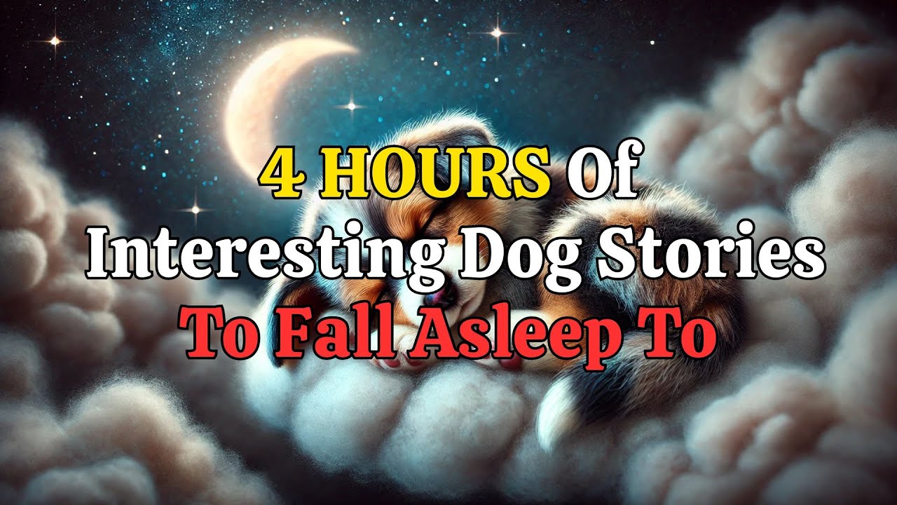 Inspiring Dog Stories That Create a Calm and Serene Sleep Environment 🐕