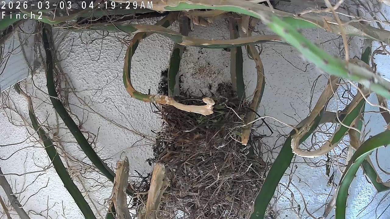 Finch Cam 2 at Painted Peacock Manor