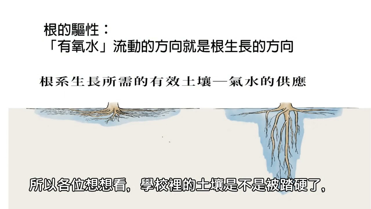 【樹呆子小學堂】是什麼環境因素引導根的生長？