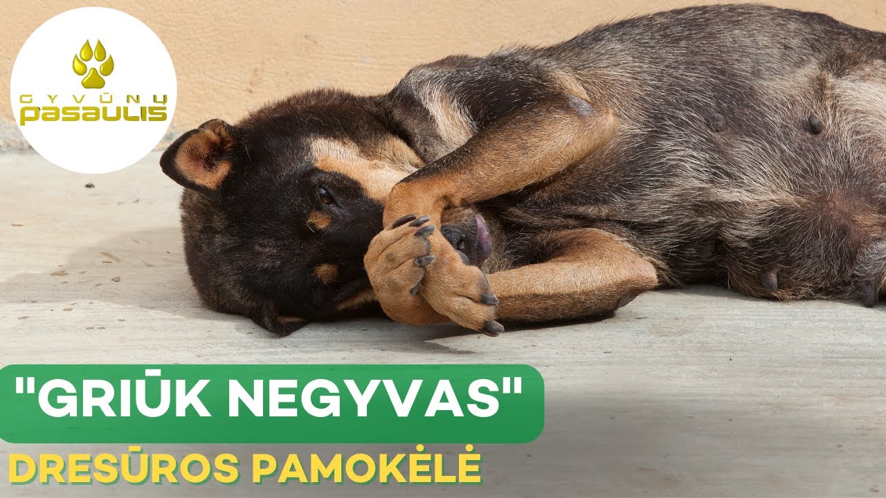 Kaip išmokyti šunį komandos 