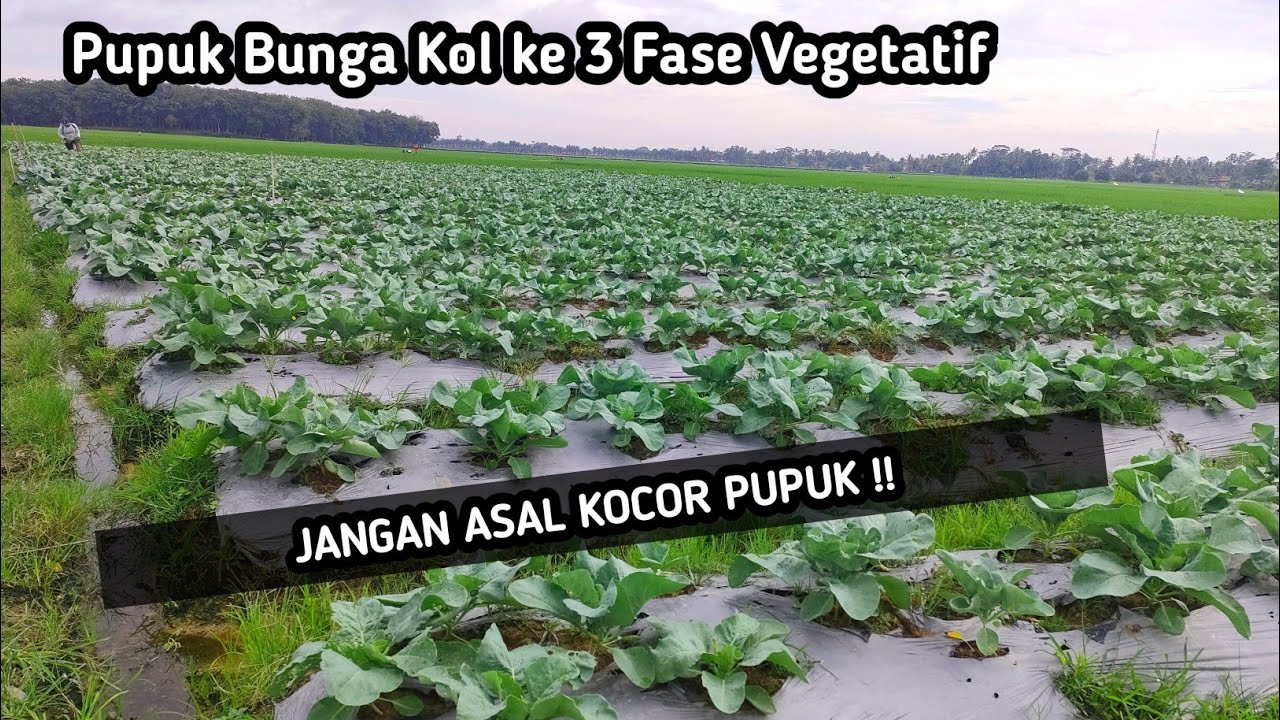 Pemupukan Bunga Kol Ke 3 Fase Vegetatif