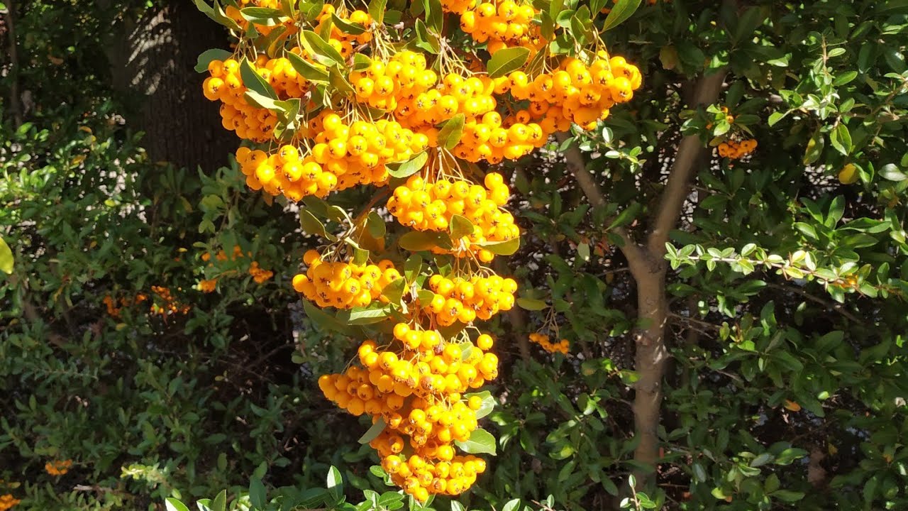 Firethorn (Pyracantha coccinea) is edible and plentiful