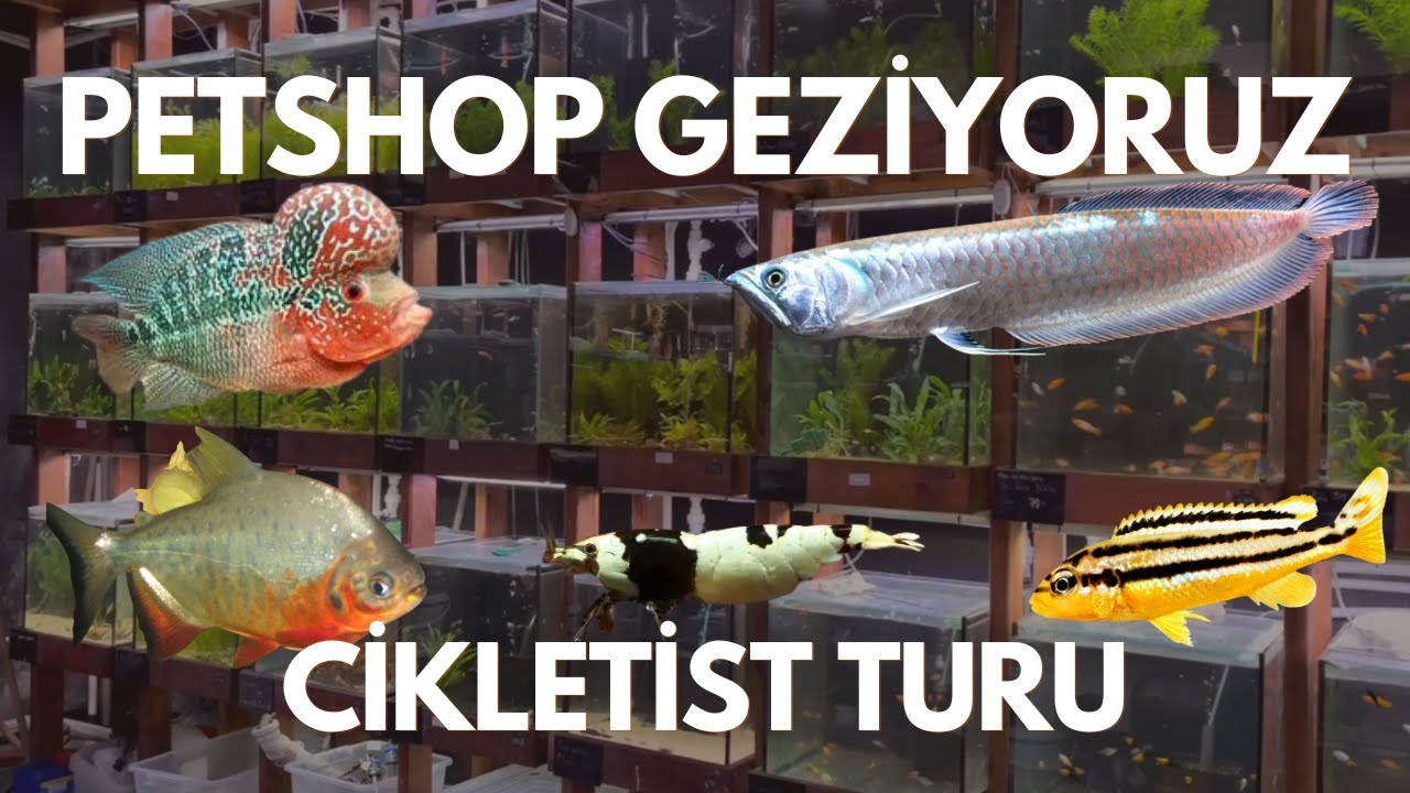 Bu videoyu izlemeden akvaryum kurma! Cikletist Petshop Turu 2026