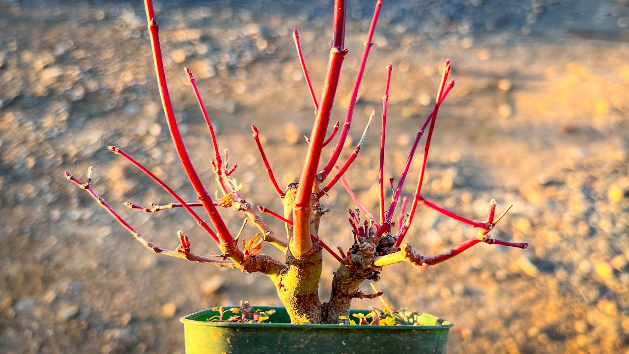 【YMJ】来年走らせる枝どれが良いかな #盆栽 #bonsai