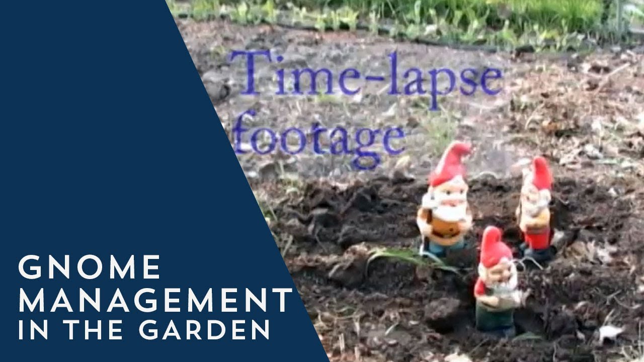 Gnome Management in the Garden