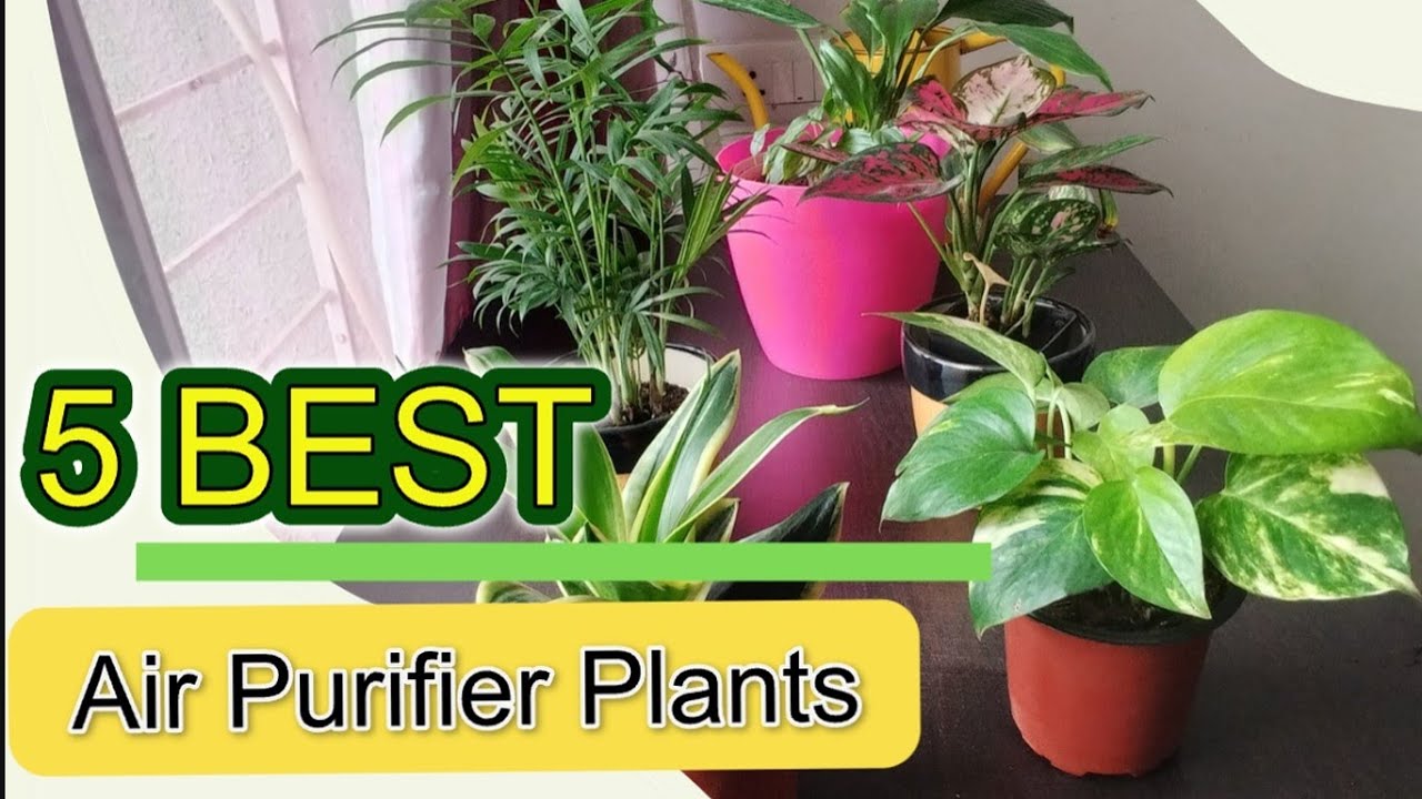 5 best Indoor Plants Air purifying | Small size air purifying plants | #airpurifyingplant #plants