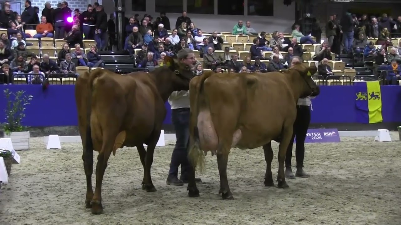 2026 02 05 CATTLE Neumünster am Abend 2026 25