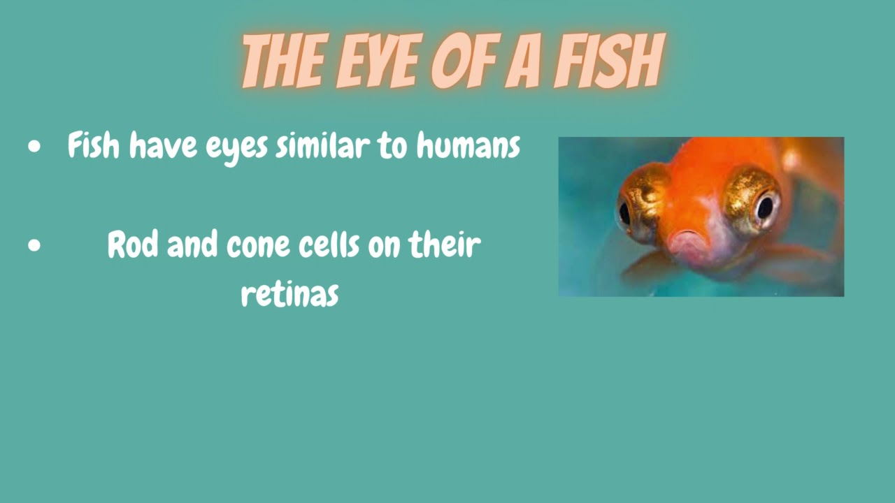 Fish eyes