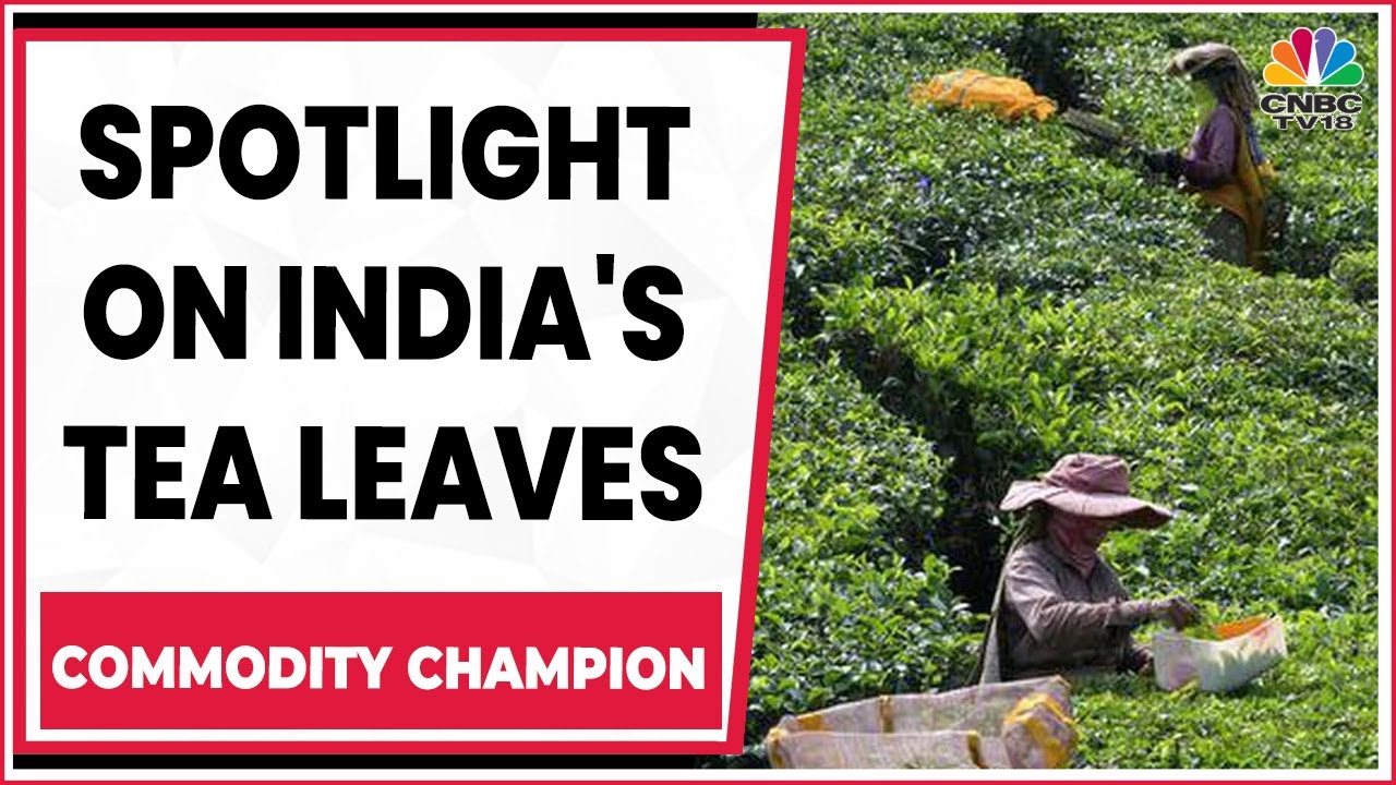 Spotlight On India's Premium Tea Production & Commodity Prices | Commodity Champion | CNBC-TV18