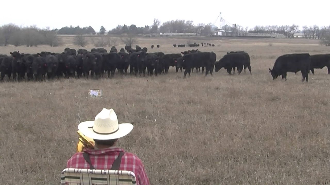Ranchin' Trombone Cow Christmas
