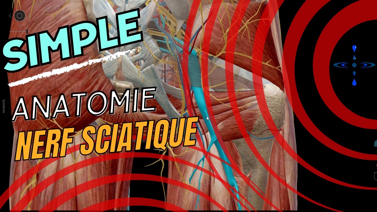 A22 – Nerf Sciatique : Origines, Trajet, Terminaisons, Muscles et Sensitif