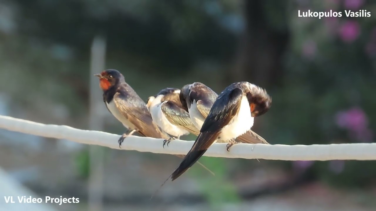 ΕΛΛΑΔΑ ΑΡΚΙΤΣΑ ΧΕΛΙΔΟΝΙΑ - GREECE ARKITSA SWALLOWS