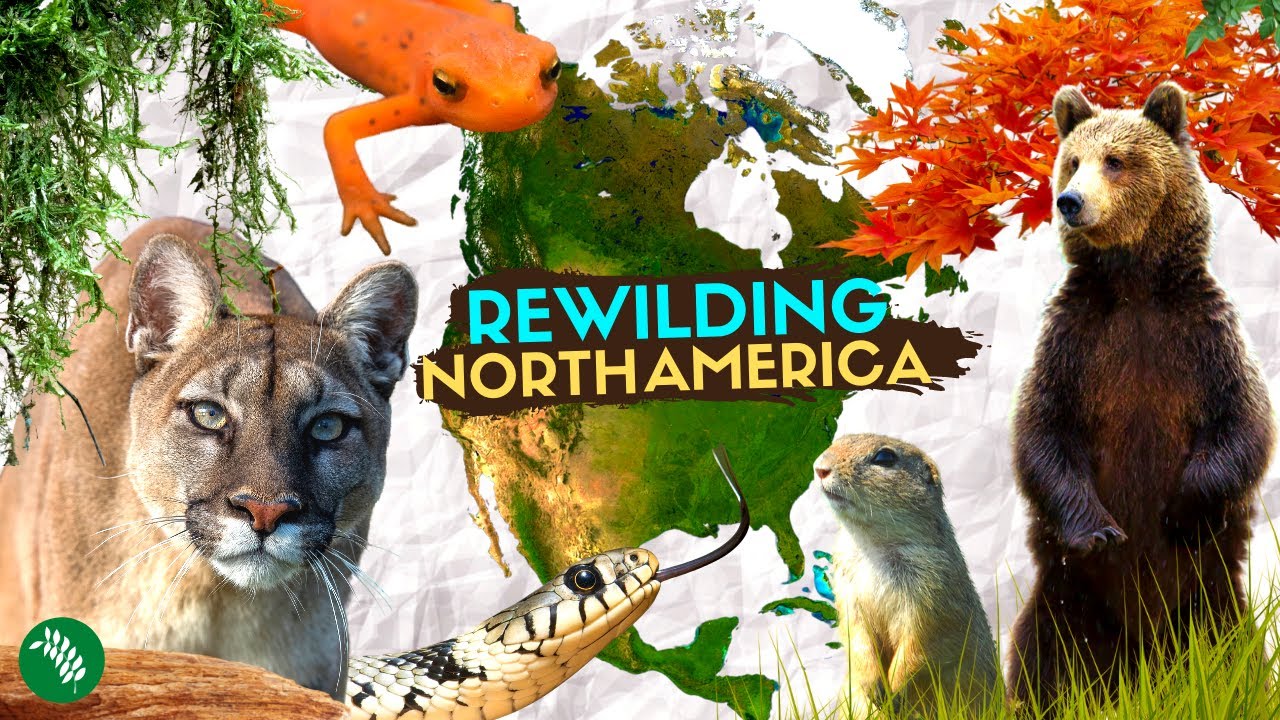 5 историй успеха REWILDING в Северной Америке