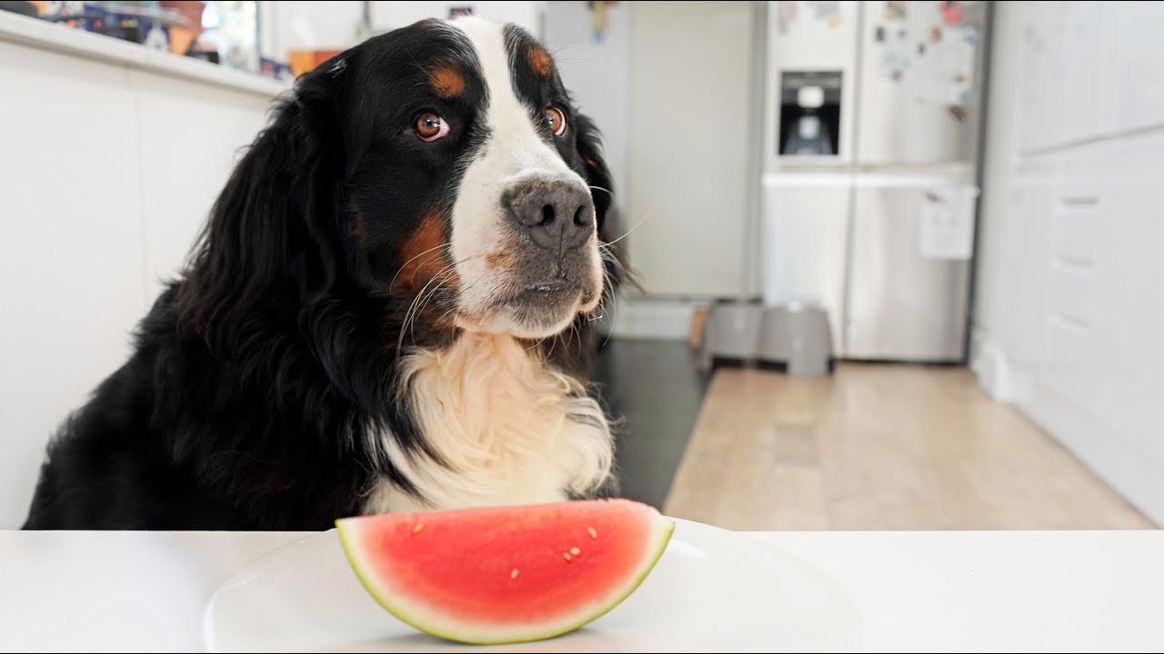 Dog Reviews Food | Bernese Mountain Dog Taste Test | Part 3