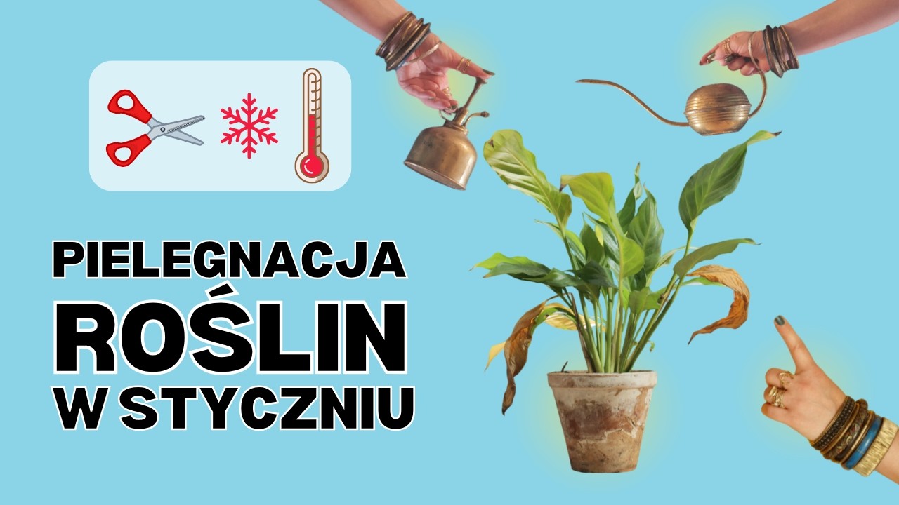 Odkryj sekret ZDROWYCH ROŚLIN domowych w styczniu, o którym mało kto mówi