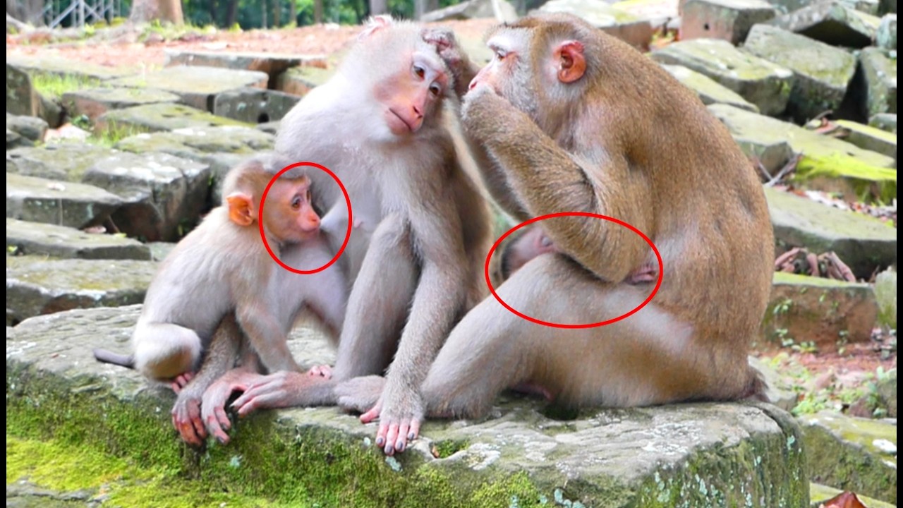 Unbelievable : What are the differences in raising baby between the two mothers?