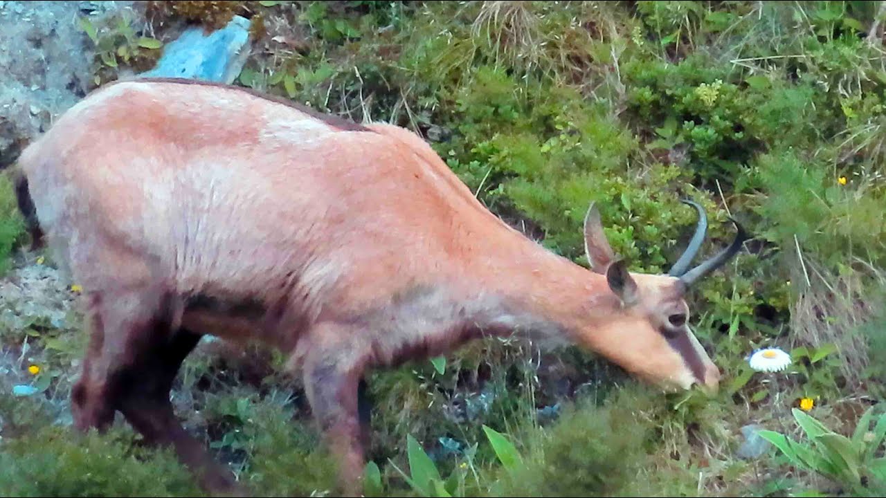 Close Encounter! Deer, Tahr & Chamois - New Zealand Mountain Hunting