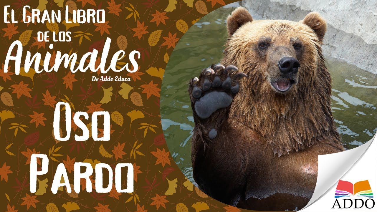 El Oso Pardo 🐾 El Gigante del Bosque | Animales Increíbles para Niños